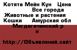 Котята Мейн Кун › Цена ­ 15 000 - Все города Животные и растения » Кошки   . Амурская обл.,Магдагачинский р-н